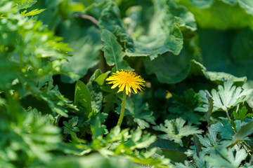 Wall Mural - Yellow dandelions on a sunny spring day. season. background