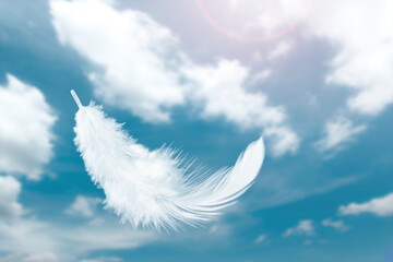 Wall Mural - abstract a single white fluffly bird feathers floating in the sky. flying swan feather