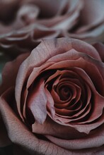 Close-up Of Rose