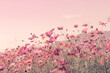 Leinwandbild Motiv Soft blur of cosmos flowers field with the vintage pink color style for background