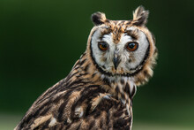 Close-up Portrait Of Owl