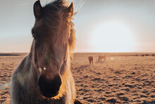 Close-up Of Horse Standing At Wild Field Against Sky During Sunset