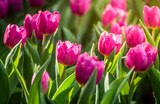 Fototapeta Tulipany - Close up of pink tulips in the garden