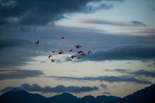 Low Angle View Of Scarlet Ibis Flying Against Sky During Sunset