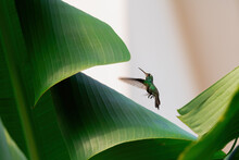 Hummingbird Taking Flight Between Banana Leaves