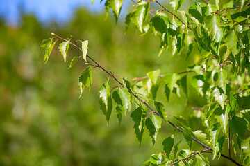 Wall Mural - birch branch with green leaves in the sunlight