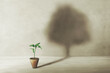 birth of a small plant with surreal shadow of a large tree, concept of life