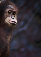 Wall Mural - The Sumatran orangutan, Pongo abelii. Sumatran orangutans are thinner and have longer faces; their hair is longer with a paler red color and also more arboreal compare to Bornean Orangutan.