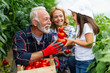 © NDABCREATIVITY - Grandfather growing organic vegetables with family at bio farm. People healthy food concept