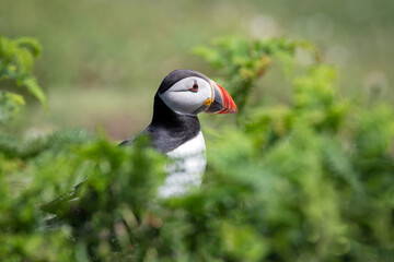 Poster - Close up half length profile portrait of an atlantic puffin. It is surrounded bu out of focus green vegetation