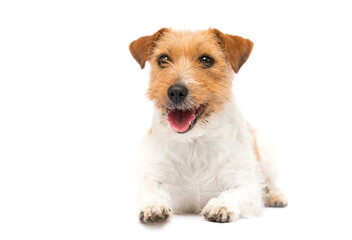 Wall Mural - dog with open mouth with tongue on white background breed jack russell