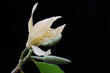 The beauty of a white magnolia flower in bloom. This fragrant flower has the scientific name Michelia champaca. ·