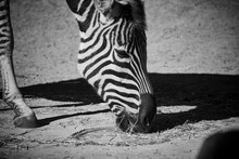 Zebra Standing On Field