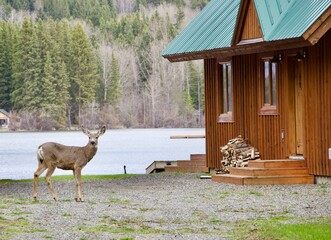 deer at bridge lake, 100 mile house, lone butte, bc