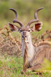 Greater Kudu male, resting in the open grasslands of the Kruger Park, South Africa