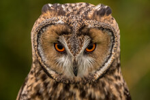 Long-eared Owl Looking Intense