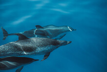 Spotted Dolphins, Stenella Frontalis, In Crystal Clear Madeira Island Waters