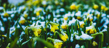 Close-up Of Daffodils Under Snow