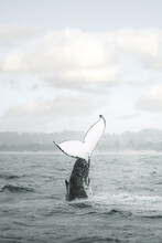Whale In Open Sea