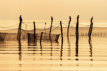 Seascape View A Calm Morning With Cormorant Birds And Fishing Nets At Sea
