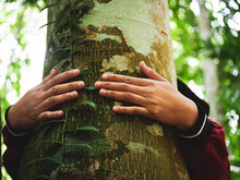 Woman's Hands Hugging A Tree Trunk In The Forest,