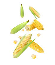 Fresh Corn With Cut Sliced Falling In The Air Isolated On White Background.