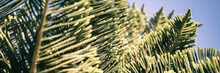 Araucaria Heterophylla Branch Or House Pine Or Norfolk Island Pine Evergreen Coniferous Tree