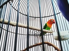 Low Angle View Of Pretty Bird In A Cage