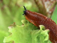 Spanish Slug In The Garden On A Lettuce Leaf, Close Up Of Crawling Snail On Salad
