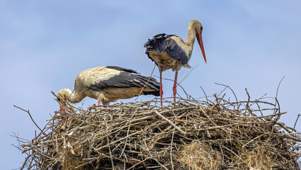 Wall Mural - White Storks Pair Nest