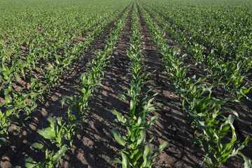 Wall Mural - Agriculture, green corn field in early summer, agriculture in late spring or early summer