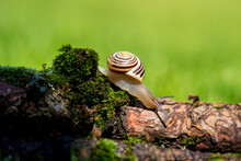 A Small Snail On Green Moss