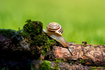 a small snail on green moss