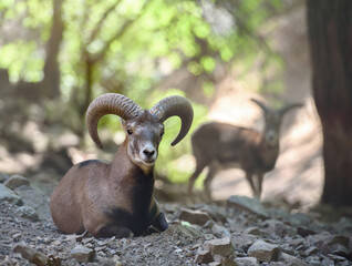 animal portrait of wild cyprus mouflon in natural habitat. troodos mountains, cyprus