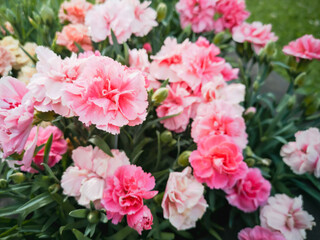 Carnation Shabo Dianthus caryophyllus var. schabaud. Natural flower background.