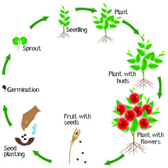 Wall Mural - A growth cycle of chinese rose plant on a white background.