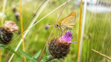 Gelber Falter auf einer Blüte im hohen Gras