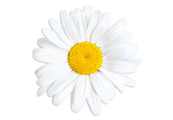 Chamomile flower close-up isolated