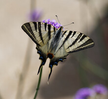 Iphiclides Podalirius -  Scarce Swallowtail, Upperside View,  Resting On A Purpletop Vervain Flower (Verbena Bonariensis)