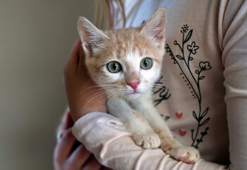 Wall Mural - Red kitten in the arms of a child