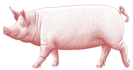 pig. editable hand drawn illustration. vector vintage engraving. 8 eps