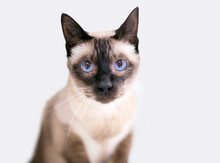 A Purebred Siamese Cat With Blue Eyes Looking At The Camera