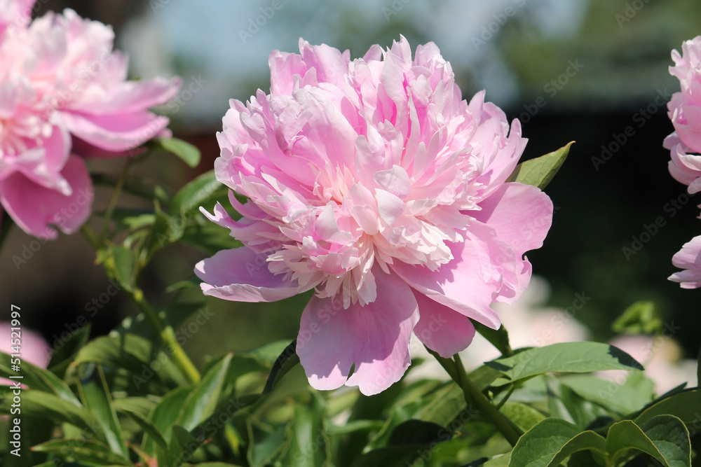 Pink double flower of Paeonia lactiflora (cultivar Monsieur Jules Elie ...