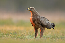 Orlik Krzykliwy, Lesser Spotted Eagle (Clanga Pomarina)