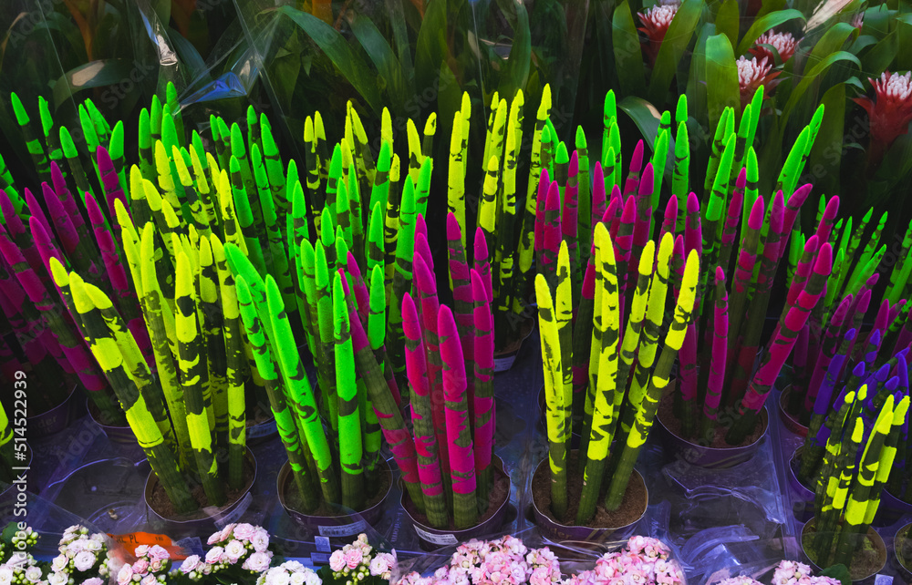 strelitzia reginae bird of paradise Bird of Paradise (Strelitzia reginae) – Plants Express main image 0