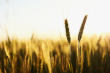 Golden Ripe Ears Of Wheat On Nature In Summer Field At Sunset Rays Of Sunshine, Close-up Macro. Ultra Wide Format.