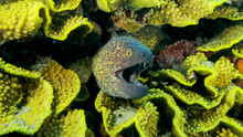 Yellow Edged Moray Eel (Gymnothorax Flavimarginatus) Peeks Out Of Its Lettuce Coral Or Yellow Scroll Coral (Turbinaria Reniformis). Close-up. Red Sea, Egypt