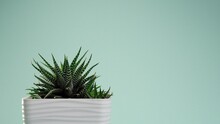 Incredible Haworthia Fasciata, Succulent In A White Square Pot On A Blue Borderless Background. Blue Cyclorama. Copy Space.