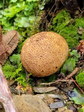 Brown Mushroom In The Forest