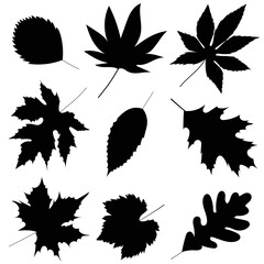 Canvas Print - tree leaves set silhouette on white background, isolated, vector